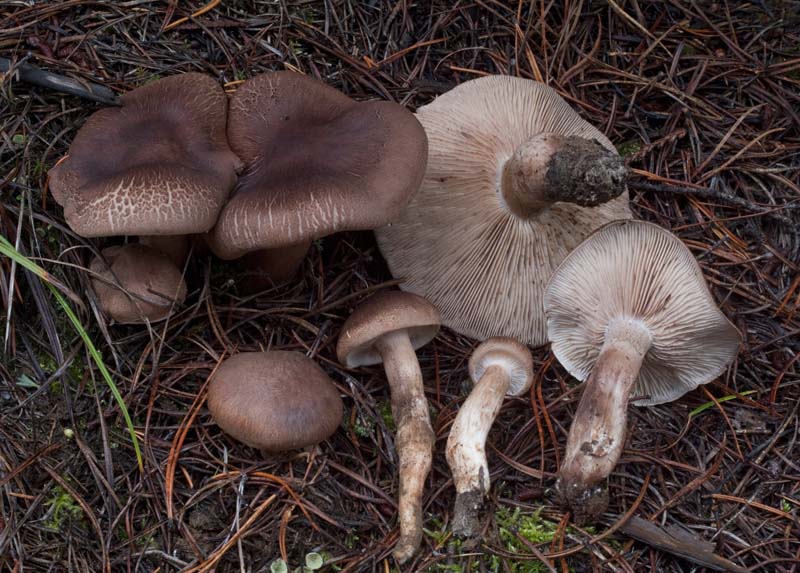 Tricholoma imbricatum